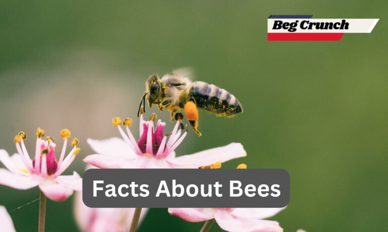 Discovering Fascinating Facts About Bees