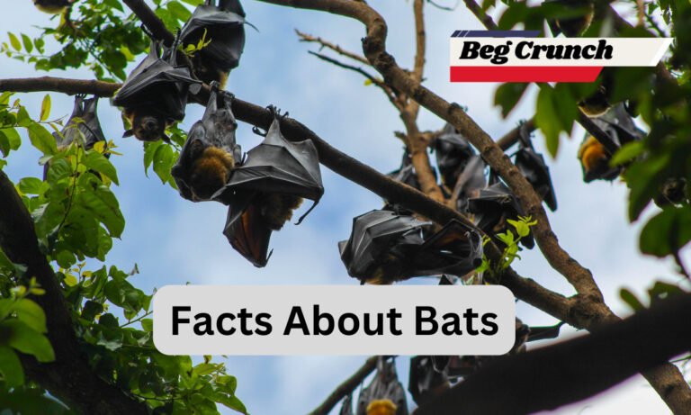 Unveiling Intriguing Facts About Bats