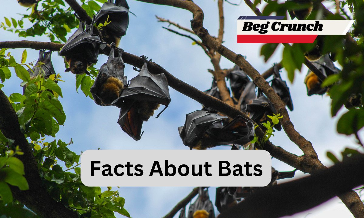 Facts About Bats