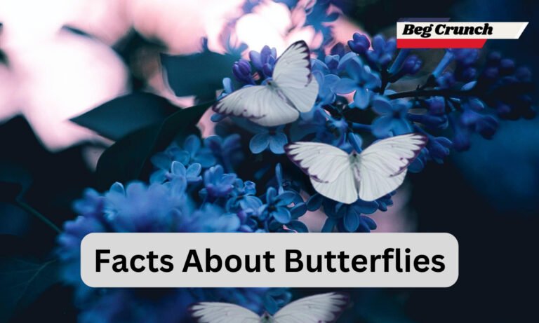 Unveiling Captivating Facts About Butterflies