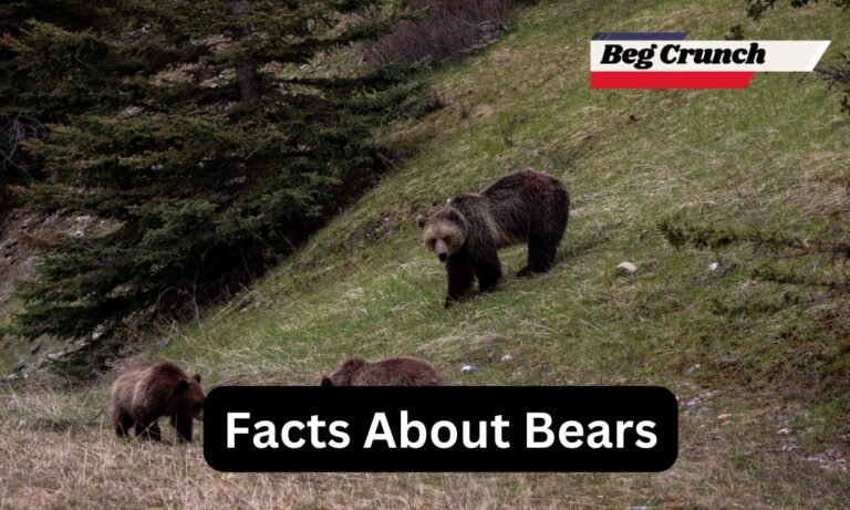 Unveiling Fascinating Facts About Bears