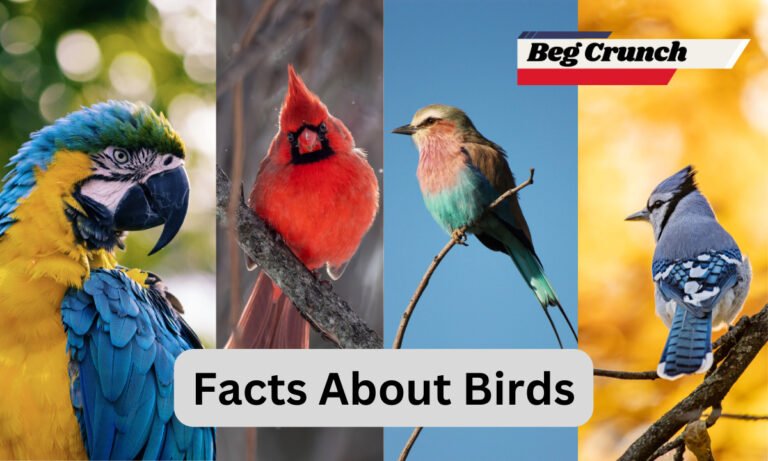 Unveiling Fascinating Facts About Birds
