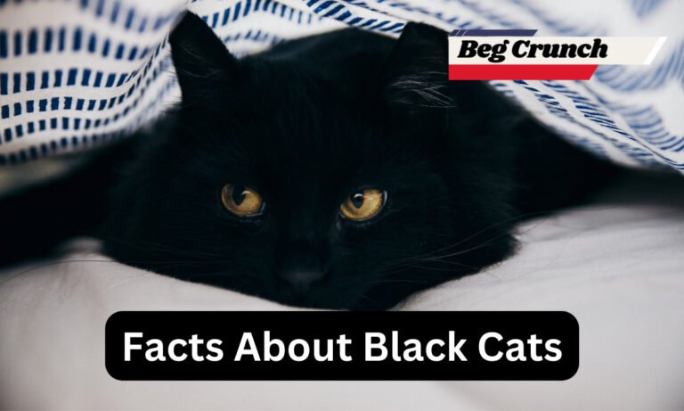 Unraveling Intriguing Facts About Black Cats